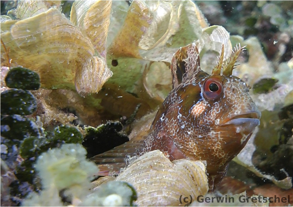 Der gestreifte Schleimfisch Parablennius gattorugine zwischen Braun- und Grünalgen (Foto: G.Gretschel)