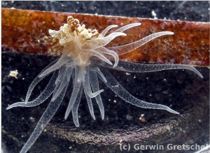 Abb.13.: Bunodeopsis strumosa – Die Zwergaktinie – Eine nur wenige Millimeter kleine Seeanemone, die auf Seegrasblättern lebt (Foto G.Gretschel)