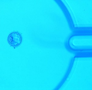 Blastocyste in einer mikrofluidischen Kulturkammer. © D.C. Kieslinger