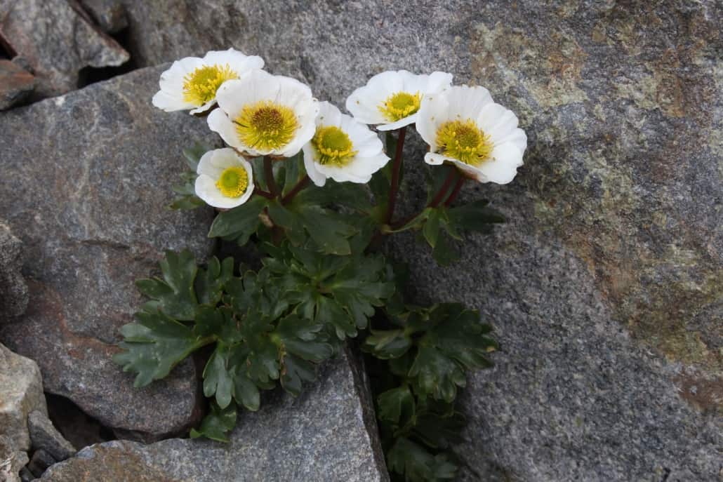 Abb.2: Der Gletscher-Hahnenfuß (Ranunculus glacialis) ist gut an das raue alpine Klima angepasst. Unter wärmeren Bedingungen sind seine physiologischen Grenzen schnell erreicht. Quelle: Harald Pauli