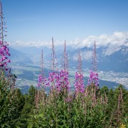 Panoramafoto Tirol mit alpinen Pflanzen