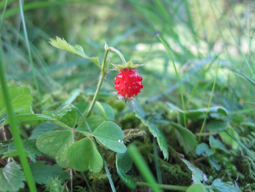 
Fragaria vesca