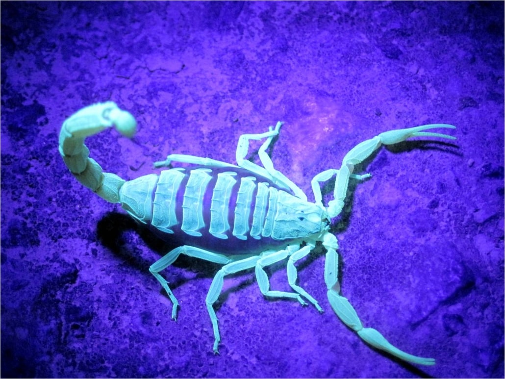 Skorpion
