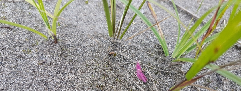 Pinke Heuschrecken