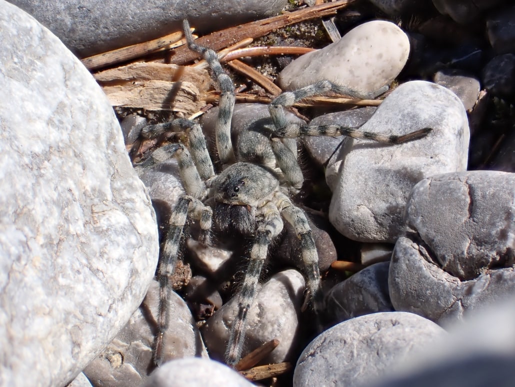 Die Flussuferwolfsspinne (Arctosa cinerea) benötigt naturnahe Flussabschnitte mit hoher Dynamik - in Mitteleuropa ein höchst selten gewordener Lebensraum.