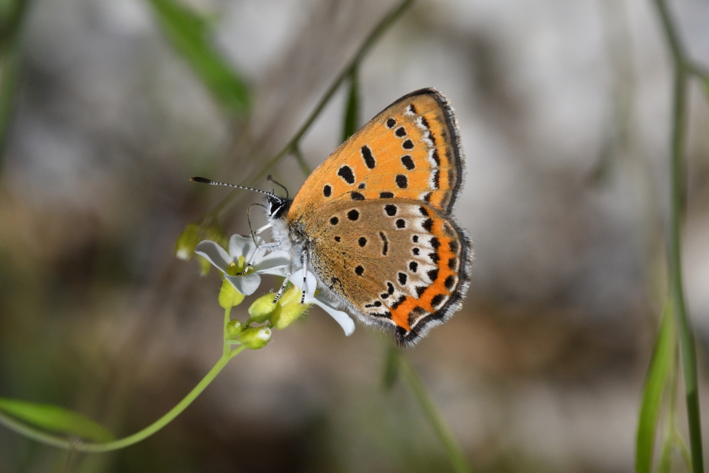 Lycaena helle; Foto: Andreas Pospisil