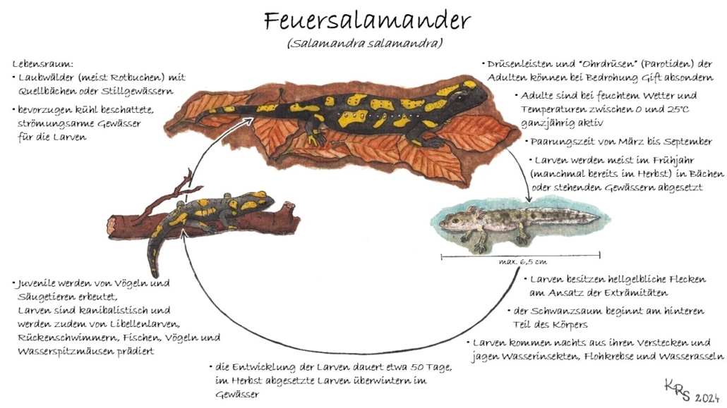 Lebenszyklus der Feuersalamander. 