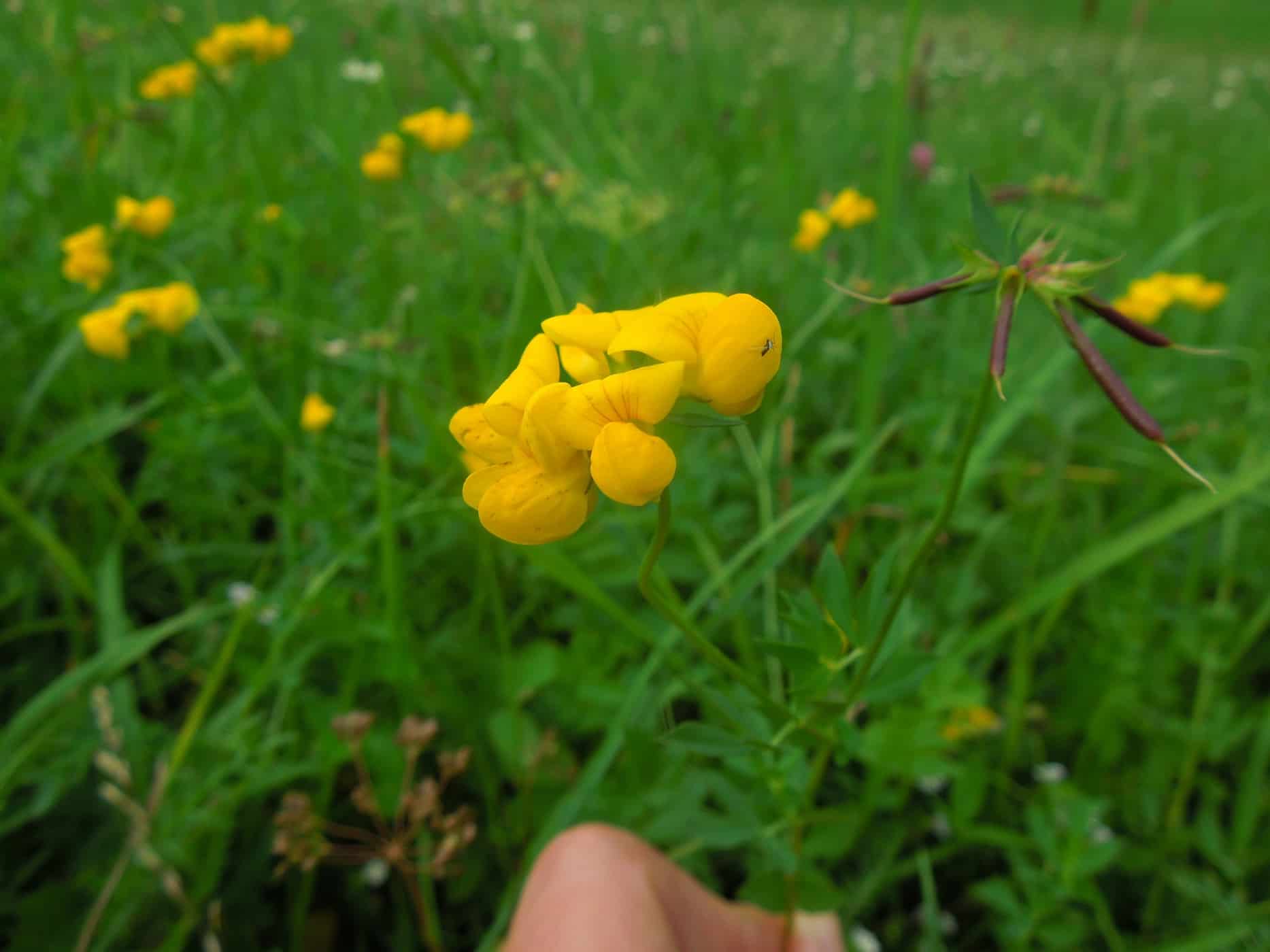 Kriech-Klee (Trifolium repens)  ABA Webseite