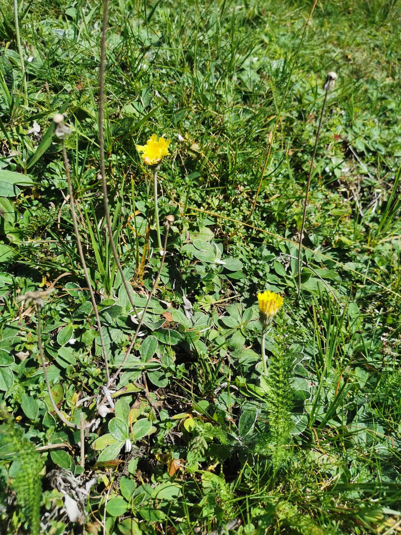 Kleines Mausohrhabichtskraut (Hieracium pilosella) ABA Webseite