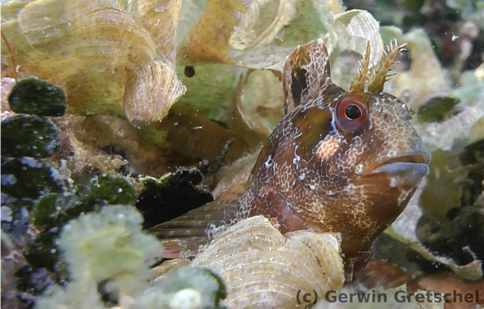 Der gestreifte Schleimfisch Parablennius gattorugine zwischen Braun- und Grünalgen (Foto: G.Gretschel)