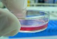 Cell Culture in a tiny Petri dish