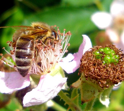 Honigbiene auf einer Brombeerblüte