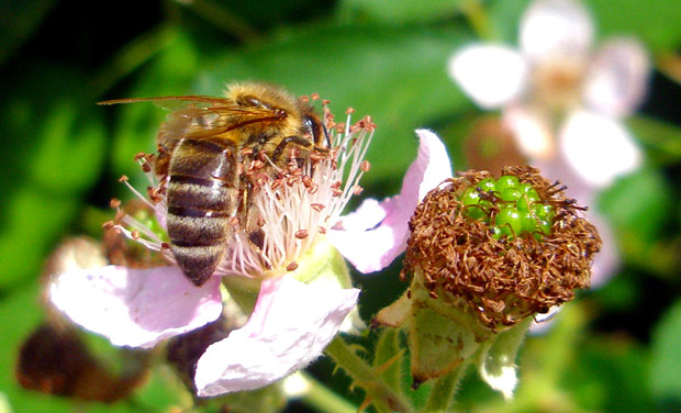 Honigbiene auf einer Brombeerblüte