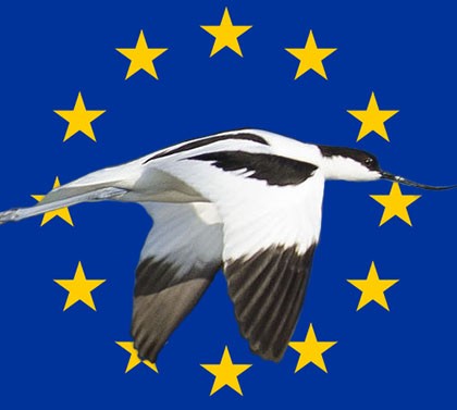 Wikimedia commons Säbelschnäbler und Europaflagge user:pjt56 http://upload.wikimedia.org/wikipedia/commons/thumb/5/59/Recurvirostra_avosetta-pjt2.jpg/1280px-Recurvirostra_avosetta-pjt2.jpg http://de.wikipedia.org/wiki/Europa#/media/File:Flag_of_Europe.svg