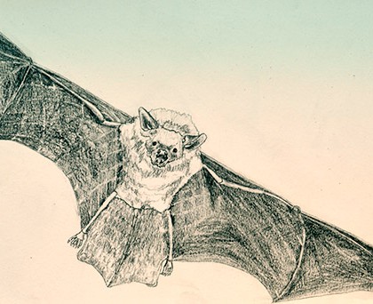 Fledermaus, Zeichnung: Iris Kofler