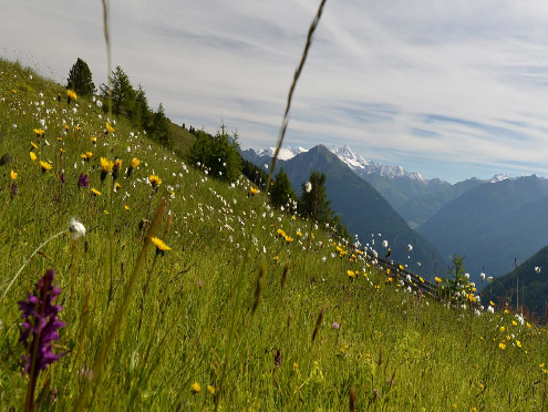 Tagung Biodiversiät in Osttirol (29.-30.9.2017)