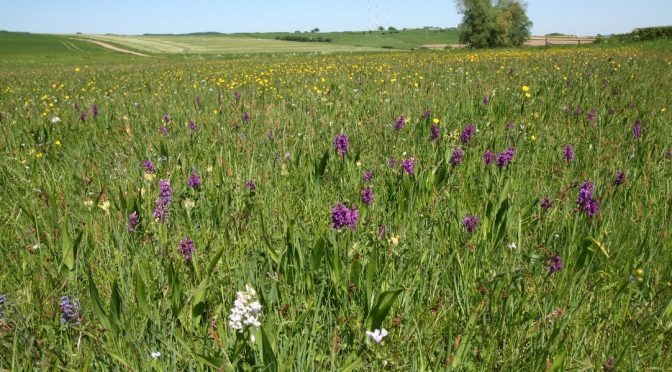 Erhalt und Wiederherstellung von artenreichem Grasland – praktischer Naturschutz
