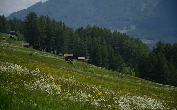 Tiroler Tag der Artenvielfalt Stubaital, 6.-7. Juli 2018
