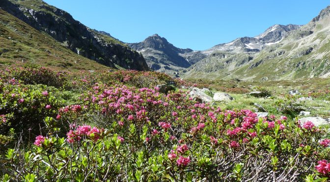 Ausstellung: Längental – Umstrittene Natur