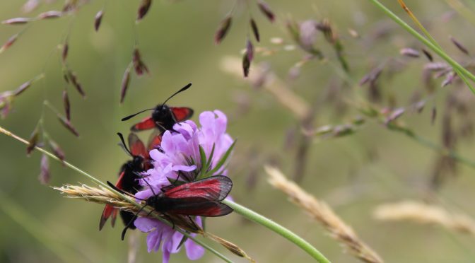 Welt der Wunder – Naturkino im Haus der Begegnung