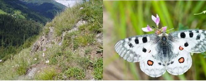 MACH MIT! Entbuschung fließer sonnenhänge