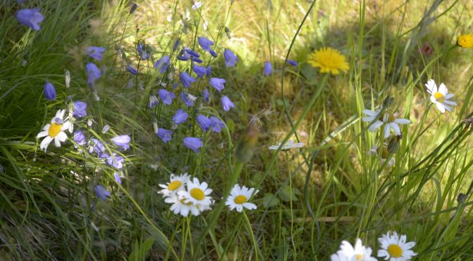 Die Initiative “Bunte Wiese Tirol”